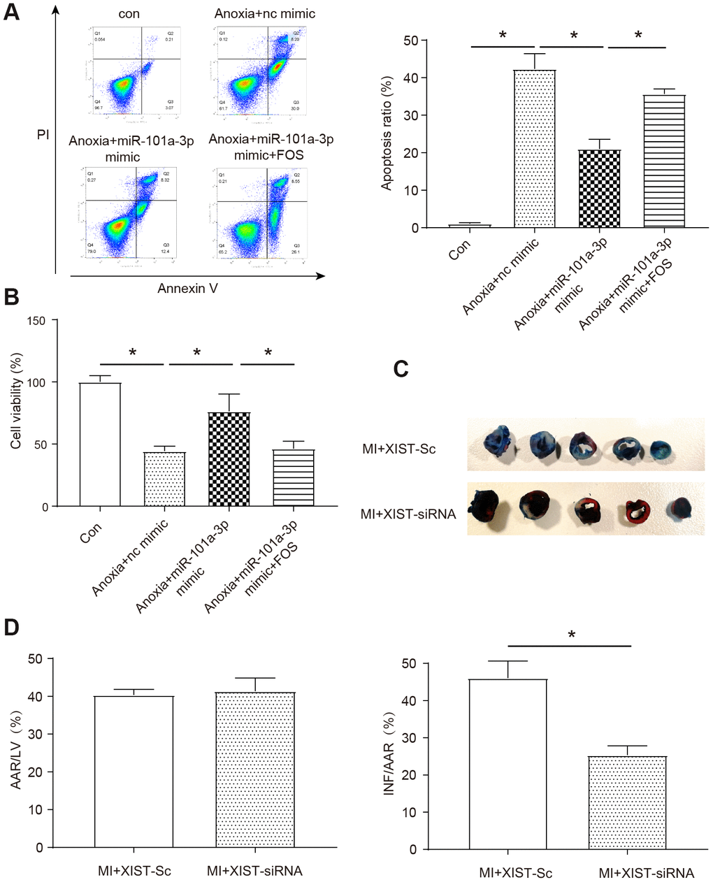 XIST regulates myocardial infarction and apoptosis through miR-101a-3p and FOS. (A) Apoptotic cells were analyzed by flow cytometry after anoxia treatment (n=3). (B) Cell viability was detected using the MTT assay. (C) The myocardial infarction size was measured upon MI of mice as determined by 2, 3, 5-triphenyltetrazolium chloride (TTC) staining (n=6). (D) The area at risk/left ventricle weight (AAR/LV) ratio and the infarct size/area at risk (INF/AAR) ratio were determined to evaluate the homogeneity of surgery and the severity of MI, respectively (n=6). Con: control, Adv-sc: Adv-control. Data are shown as mean ± SD, * P.