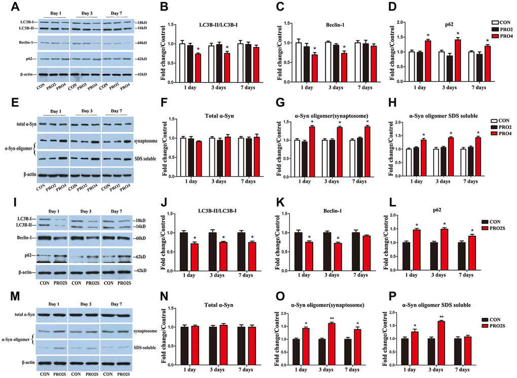 The effects of propofol anesthesia with or without surgery on autophagy-related protein, total α-synuclein and α-synuclein oligomer levels in aged rats. (A) Representative immunoblots illustrating autophagy-related protein levels in the hippocampus on days 1, 3 and 7 after propofol anesthesia. (B) Propofol (4 h) reduced LC3B expression in the hippocampus on days 1 and 3 post-anesthesia. (C) Propofol (4 h) reduced Beclin-1 expression in the hippocampus on days 1 and 3 post-anesthesia. (D) Propofol (4 h) increased p62 expression in the hippocampus on days 1, 3 and 7 post-anesthesia. (E) Representative immunoblots illustrating total α-synuclein (α-Syn) and α-synuclein oligomer levels in the hippocampus on days 1, 3 and 7 after propofol anesthesia. (F) Propofol did not alter total α-synuclein expression. (G, H) Propofol (4 h) elevated α-synuclein oligomer expression in both synaptosomes and SDS-solubilized fractions. (I) Representative immunoblots illustrating autophagy-related protein levels in the hippocampus on days 1, 3 and 7 after propofol anesthesia (2 h) and surgery. (J) Propofol anesthesia and surgery reduced LC3B expression in the hippocampus. (K) Propofol anesthesia and surgery reduced Beclin-1 expression in the hippocampus. (L) Propofol anesthesia and surgery increased p62 expression in the hippocampus. (M) Representative immunoblots illustrating total α-synuclein and α-synuclein oligomer levels in the hippocampus on days 1, 3 and 7 after propofol anesthesia (2 h) and surgery. (N) Propofol anesthesia and surgery did not significantly alter total α-synuclein expression. (O) Propofol anesthesia and surgery elevated α-synuclein oligomer levels in hippocampal synaptosomes. (P) Propofol anesthesia and surgery elevated α-synuclein oligomer levels in SDS-solubilized hippocampal samples. Values are expressed as the mean ± SEM (n = 6 per group). *p 