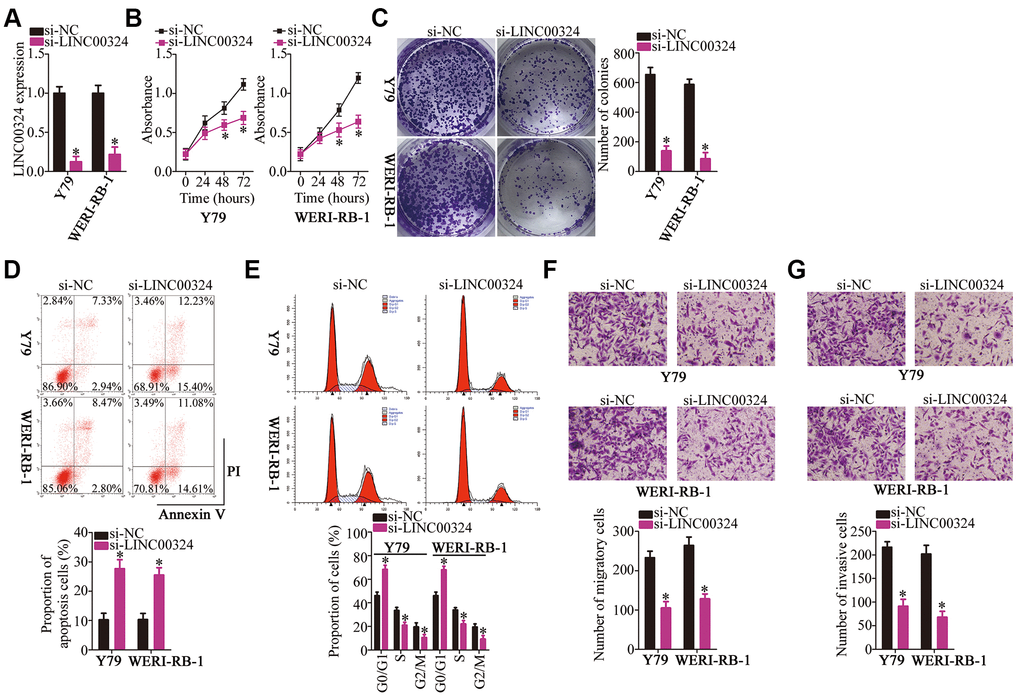 LINC00324 knockdown inhibits Y79 and WERI-RB-1 cell proliferation, colony formation, migration, and invasion, and promotes apoptosis in vitro. (A) Either si-LINC00324 or si-NC was transfected into Y79 and WERI-RB-1 cells. The transfected cells were collected 48 h later and used for evaluation of transfection efficiency. *P B, C) The proliferative and colony-forming abilities of LINC00324-depleted Y79 and WERI-RB-1 cells were examined using CCK-8 and colony formation assays, respectively. *P D, E) Apoptosis and cell cycle was analyzed by flow cytometry in Y79 and WERI-RB-1 cells transfected with either si-LINC00324 or si-NC. *P F, G) Transwell migration and invasion assays were performed to assess the migratory and invasive abilities of Y79 and WERI-RB-1 cells after transfection with either si-LINC00324 or si-NC. *P 