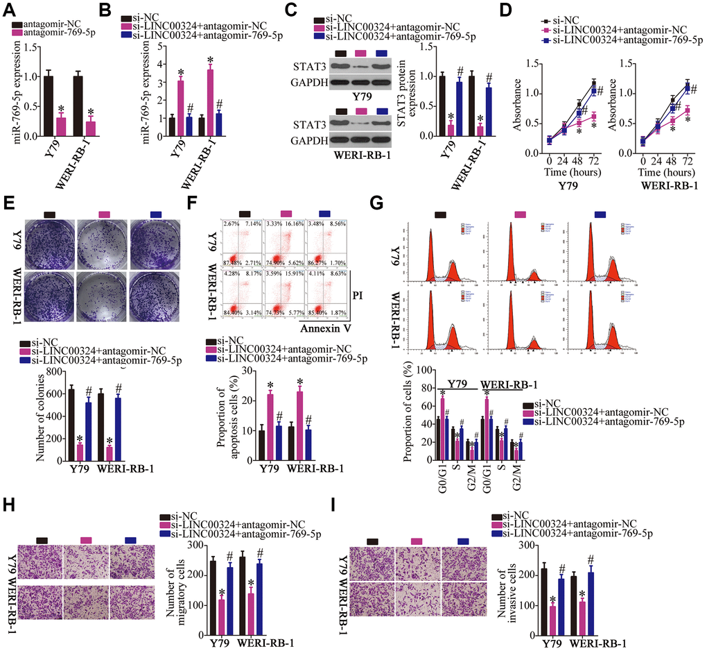 Downregulation of miR-769-5p neutralizes the effects of LINC00324 knockdown on RB cells. (A) RT-qPCR analysis was used to quantify the expression of miR-769-5p in Y79 and WERI-RB-1 cells that were transfected with either antagomir-769-5p or antagomir-NC, *P B, C) Si-LINC00324 was cotransfected with either antagomir-769-5p or antagomir-NC into Y79 and WERI-RB-1 cells. After transfection, RT-qPCR and western blotting were performed to measure the expression of miR-769-5p and STAT3 protein, respectively. *P #P D–I) A CCK-8 assay, colony formation assay, flow-cytometric analysis, and Transwell migration and invasion assays were conducted to analyze the proliferation, colony formation, apoptosis, cell cycle, migration, and invasiveness of the aforementioned cells. *P #P 