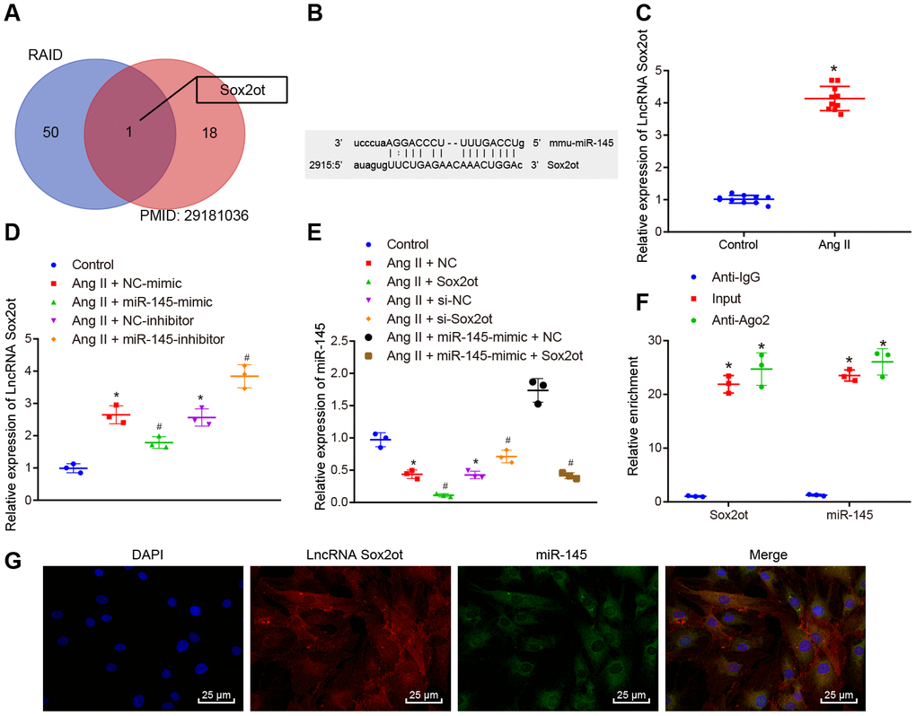 miR-145 is negatively regulated by lncRNA Sox2ot. (A) comparisons of predicted lncRNAs that target miR-145 in RAID database (http://www.rna-society.org/raid/index.html) and lncRNAs related to AAA reported in a prior study; (B) Sequence complementarity between lncRNA Sox2ot and miR-145 analyzed by RNA22; (C) lncRNA Sox2ot expression in abdominal aorta of normal mice and Ang II-induced AAA mice determined using RT-qPCR; (D) lncRNA Sox2ot expression in VSMCs determined by RT-qPCR; (E) miR-145 expression in VSMCs measured by RT-qPCR; (F) RIP assay with anti-Ago2, IgG, or 10% input from VSMC extracts. RNA levels in the immunoprecipitates were determined by RT-qPCR; (G) co-localization of miR-145 and lncRNA Sox2ot detected by FISH (× 400); * p vs. VSMCs without treatment; # p vs. VSMCs treated with Ang II + LV-miR-NC or Ang II + LV-NC-inhibitor plasmids; measurement data were depicted as the mean ± standard deviation; comparisons between the two groups were analyzed using an unpaired t-test, and comparisons among multiple groups were analyzed using one-way ANOVA, followed by Turkey’s post hoc test; each experiment was repeated three times.