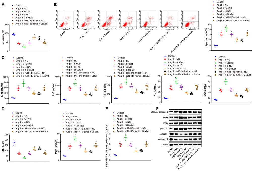 LncRNA Sox2ot reverses the inhibitory roles of miR-145 in oxidative stress and inflammation of VSMCs treated with Ang II. (A) viability of VSMCs detected by CCK-8 assay; (B) apoptosis of VSMCs detected by flow cytometry; (C) levels of COX-2, NO, IL-1β, IL-6, and TNF-α in serum of VSMCs measured by ELISA; (D) levels of MDA and SOD in serum of VSMCs measured using kits; (E) ROS level in VSMCs measured using kits; (F) protein levels of cleaved caspase-3, NOX4, iNOS, p47phox, collagen I and collagen III determined using Western blot analysis; * p vs. VSMCs without treatment; # p vs. VSMCs treated with Ang II + NC-mimic, Ang II + NC-inhibitor, and Ang II + miR-145-mimic + NC plasmids; measurement data were depicted as the mean ± standard deviation; comparisons among multiple groups were analyzed using one-way ANOVA followed by Turkey’s post hoc test; the experiment was repeated three times.