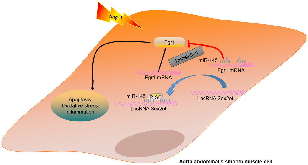 A mechanism graph of the lncRNA Sox2ot/miR-145/Egr1 axis involved in mice with Ang II-induced AAA. LncRNA Sox2ot competitively binds to miR-145 and negatively regulates its expression, thus upregulating the expression of Egr1 and then promoting the apoptosis, inflammatory reaction, and oxidative stress of VSMCs, which ultimately accelerates the occurrence of AAA induced by Ang II.