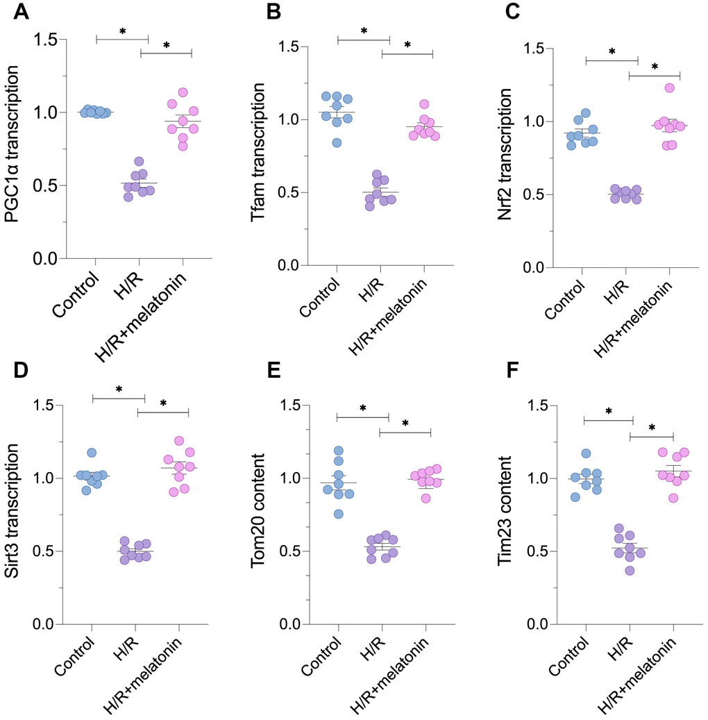 Melatonin treatment restores mitochondrial biogenesis in H/R-treated cardiomyocytes. Cardiomyocytes were subjected to H/R injury, with or without previous melatonin treatment to protect the cardiomyocytes. (A–D) qPCR assays were used to evaluate the transcription of PGC1α, Tfam, Nrf2 and Sirt3. (E, F) Western blots were used to evaluate the alterations in the mitochondria-related proteins Tom20 and Tim23. *p