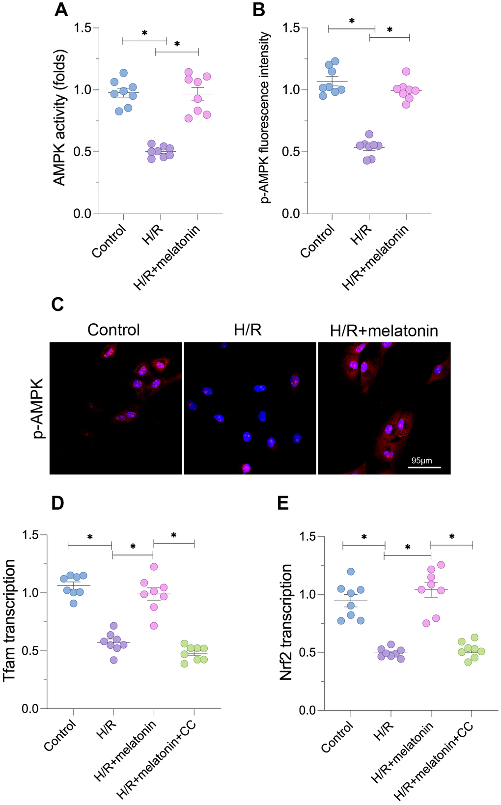 Melatonin activates the AMPK pathway to induce mitochondrial biogenesis. Cardiomyocytes were subjected to H/R injury, with or without previous melatonin treatment to protect the cardiomyocytes. (A) An ELISA was used to evaluate AMPK activity. (B, C) An immunofluorescence assay was used to evaluate the expression of p-AMPK. (D, E) qPCR was used to evaluate the transcription of Tfam and Nrf2. CC was used to inhibit the activity of AMPK. *p