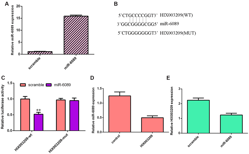 miR-6089 targets the HIX003209 3’-UTR. (A) The expression of miR-6089 was measured by qRT-PCR analysis. (B) There were binding sites between miR-6089 and HIX003209 using Starbase (https://omictools.com/starbase-tool). (C) Dual luciferase analysis showed that miR-6089 overexpression decreased luciferase activity of HIX003209 WT-type 3’-UTR but not the mut-type 3’-UTR. (D) Overexpression of HIX003209 suppressed the expression of miR-6089 in VSMCs compared to control group. (E) Ectopic expression of miR-6089 decreased the HIX003209 expression in VSMCs compared to scramble group.. **p