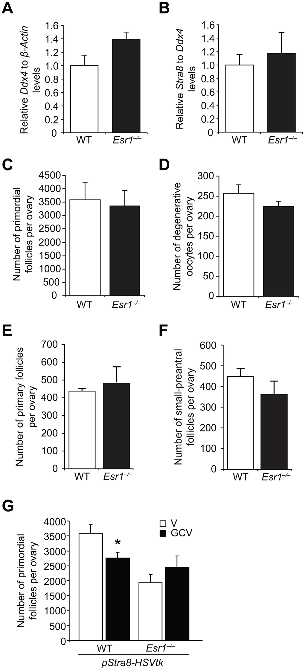 Esr1-null female mice exhibit impaired postnatal oocyte renewal. (A, B) Expression of Ddx4 (A; normalized to β-actin, indicative of the relative numbers of germ cells in whole gonads) and Stra8 (B; normalized to Ddx4, indicative of the relative level of Stra8 activation across the total germ cell pool) in e13.5 ovaries collected from WT and Esr1–/– female fetuses (mean ± SEM, n = 10 timed-pregnant female mice, with fetal ovaries of each genotype collected from each timed-pregnant dam serving as an independent replicate). (C) Primordial follicle numbers in ovaries of neonatal (5-day-old) Esr1–/– mice compared to WT littermates (mean ± SEM, n = 6 mice per group). (D) Numbers of degenerative oocytes in ovaries of young adult Esr1–/– mice compared to WT littermates (mean ± SEM, n = 4–6 mice per group). (E, F) Numbers of recently growth-activated (primary; E) and early growing (small-preantral; F) immature follicles in ovaries of Esr1–/– mice, compared to WT littermates, at 2 months of age (mean ± SEM, n = 4–6 mice per group). (G) Primordial follicle numbers in ovaries of young adult pStra8-HSVtk;WT and pStra8-HSVtk;Esr1–/– mice treated with vehicle (V) or GCV (10 mg/kg) for 21 days (mean ± SEM, n = 5–6 mice per group; *P