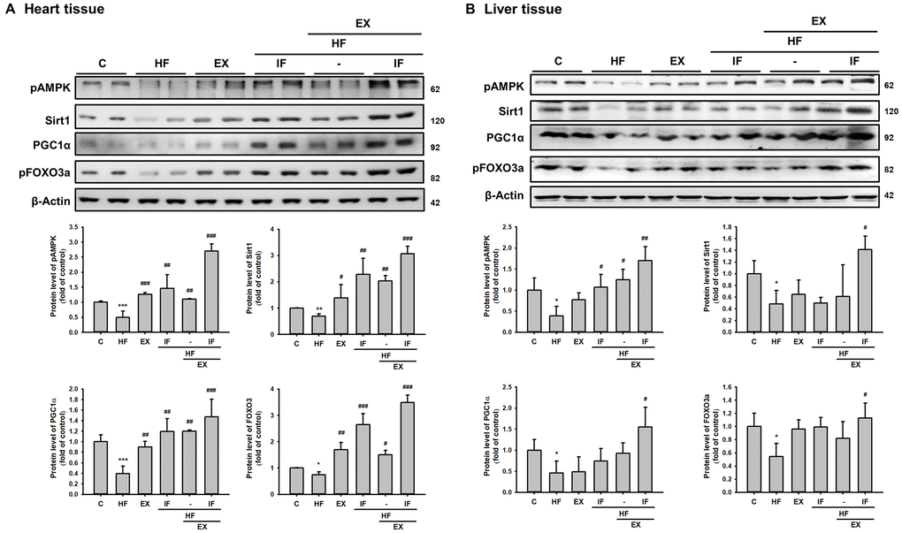 Combined treatment with IF peptide and swimming exercise provide better cardiac and liver rejuvenation potential against HFD effects by enhancing pAMPK/ SIRT1/ PGC-1α/ pFOXO3 protein expression in SAMP8 aging model. The levels of survival and apoptosis protein such as pAMPK/ SIRT1/ PGC-1α/ pFOXO3 in aging rat (A) heart and (B) liver tissue. C: Control; HF: High-fat diet; EX: Exercise; HF+IF: High-fat diet+IF; HF+EX: High-fat diet+ Exercise; HF+EX+IF: High-fat diet+ Exercise+ IF. Bars indicate the mean ± SEM obtained from experiments performed in triplicate. *P**P#P##P###P