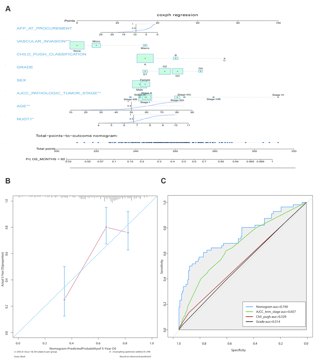 Construction and calibration of the new prognostic nomogram to estimate 5-year survival of HCC patients using NUDT1 as a novel liver-specific variable. (A) Details of the nomogram for predicting survival rates of HCC patients. The corresponding risk score of each clinical variable included in the nomogram is as listed. NUDT1 is the novel liver-specific variable in this nomogram. The C-index of the nomogram was 0.709. (B) The calibration plot shows the differences between true and predicted values of 5-year OS. (C) ROC curve analysis shows the accuracy of the novel prognostic model and other prognostic parameters. The area under curve (AUC) for the prognostic model, AJCC tumor stage, Child-Pugh classification, and tumor grade are 0.740, 0.657, 0.529, and 0.514, respectively. This shows that the prognostic model is more accurate in predicting overall survival by including NUDT1 expression as one of the parameters.