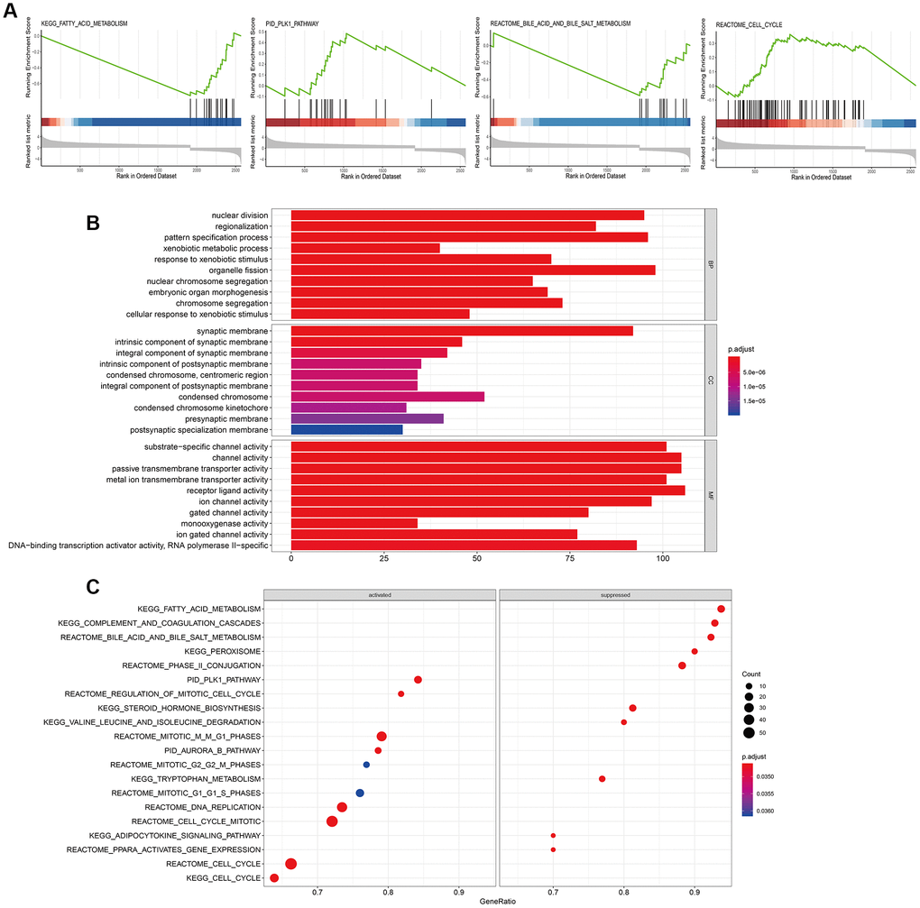 Biological pathways regulated by NUDT1 in HCC cells. (A) GSEA plot shows the key biological pathways regulated by NUDT1 in HCC cells, including fatty acid metabolism (P= 0.0034), cell cycle (P= 0.00112), bile acid and bile salt metabolism (P= 0.00326), and PLK1 pathway (P= 0.00554). (B) The Gene Ontology (GO) enrichment analysis plot shows the biological processes (BP), molecular functions (MF), and cellular components (CC) regulated by NUDT1 in HCC cells. (C) GSEA plot shows enriched signaling and cellular pathways regulated by NUDT1 in HCC cells.