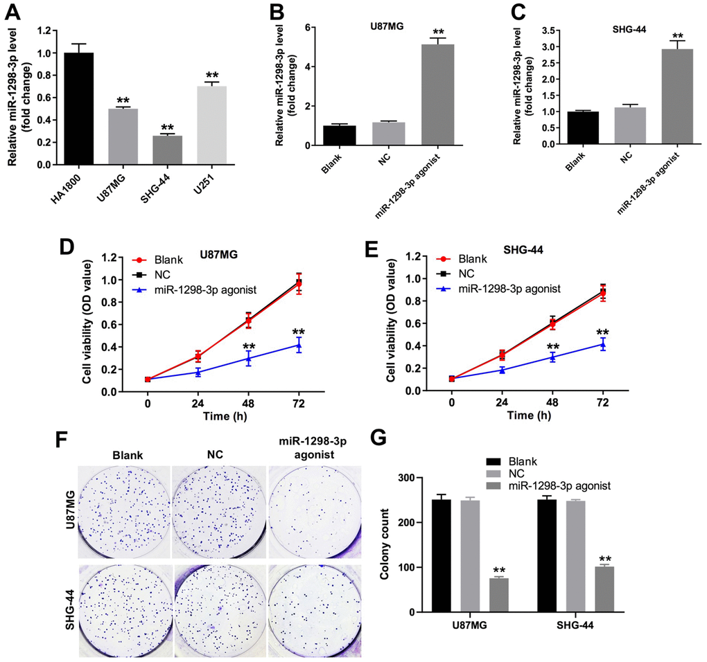 Overexpression of miR-1298-3p inhibits proliferation of glioma cells. (A) RT-qPCR of miR-1298-3p in cortical astrocytes cell line HA1800, and human glioblastoma cell lines U87MG, SHG-44 and U251. (B, C) MiR-1298-3p levels analyzed by qRT-PCR in U87MG and SHG-44 cells transfected with miR-1298-3p agonist. (D, E) Cell viability analyzed by CCK-8 assay in U87MG and SHG-44 cells transfected with miR-1298-3p agonist for 72 h. (F, G) Cell proliferation analyzed by colony formation assay; **P 