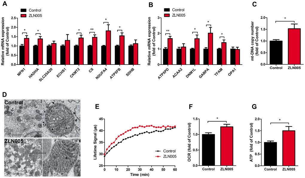 ZLN005 improved mitochondrial maturation of hESC-CMs. (A) qRT-PCR analysis of mitochondrial oxidative phosphorylation markers in hESC-CMs (n=7). (B) Representative lifetime profiles from control (black trace) and ZLN005-treated (red trace) hESC-CMs. (C) Basal oxygen consumption rates (lifetime slope) in control and ZLN005-treated hESC-CMs (n=8). (D) qRT-PCR analysis of mitochondrial biogenesis markers in hESC-CMs (n=7). (E) Mitochondrial DNA content, as determined by qRT-PCR using primers for mt-ND1 normalized to housekeeping gene β-actin (n=8). (F) Transmission electron microscopy (TEM) pictures in control and ZLN005-treated hESC-CMs. Scale bar, 2μm. (G) Basal ATP levels in hESC-CMs (n=6). A ratiometric analysis was performed to determine changes in the Lifetime fluorescence signal: Lifetime (μs) [T] = (D2-D1)/ln(W1/W2), where D is delay; W is fluorescence window value at each time point.