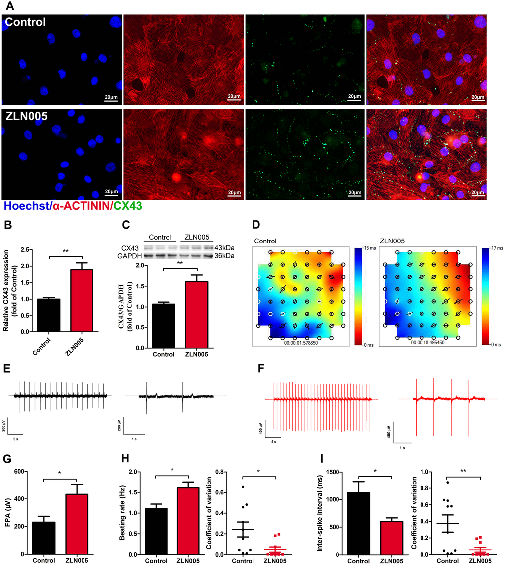 ZLN005 treatment increased expression of Connexin 43 (CX43) and improved electrical activity in hESC-CMs. (A) Representative immunostaining images of CX43 (green) in control and ZLN005-treated hESC-CMs. Hoechst 33342 (blue) and α-ACTININ (red) were also co-stained in the same cells. Scale bar, 20 μm. (B) qRT-PCR analysis of CX43 expression (n=6). (C) Representative Western blot and quantification showed up-regulation of CX43 protein expression with ZLN005 treatment (n=6-9). (D) Representative color map of electrical signal propagation from control and ZLN005-treated hESC-CMs. The color map shows that the electrical signal is initiated at the upper right corner (red) and is propagated to the bottom left corner (blue). The black arrows indicate the direction of the instantaneously local electrical propagation. (E, F) Representative field potential tracings recorded from control (black) and ZLN005-treated (red) hESC-CMs, respectively. (G) Bar graph to compare field potential amplitude (FPA) between control and ZLN005-treated hESC-CMs (n=10). (H) Bar graphs to compare beating rate (left) and coefficient of variation (right) between control and ZLN005-treated hESC-CMs (n=10). (I) Bar graphs to compare inter-spike interval (left) and coefficient of variation (right) between control and ZLN005-treated hESC-CMs (n=10).