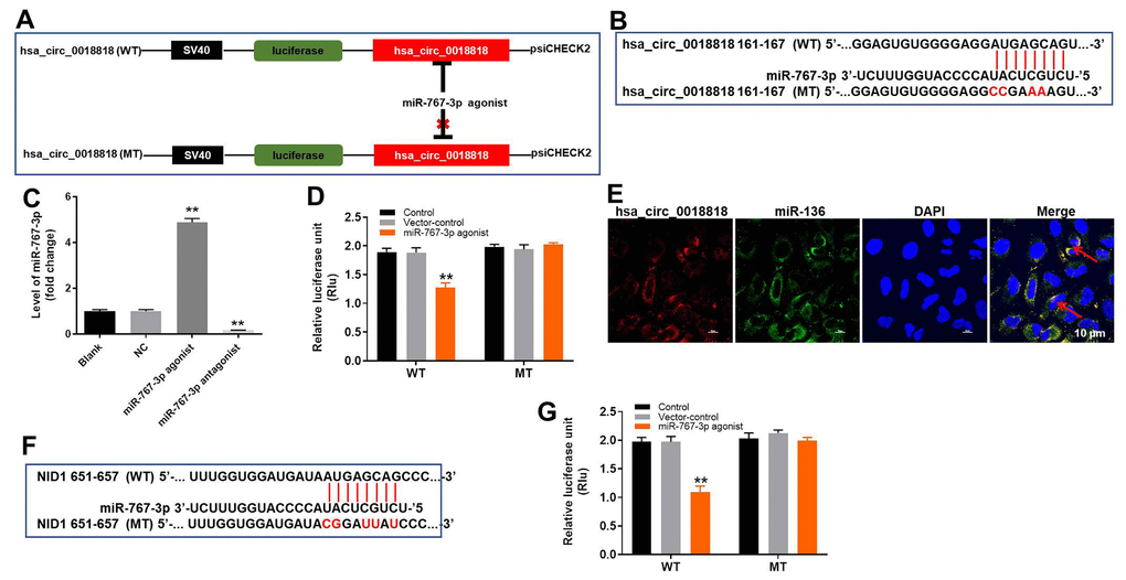 MiR-767-3p is the downstream target of hsa