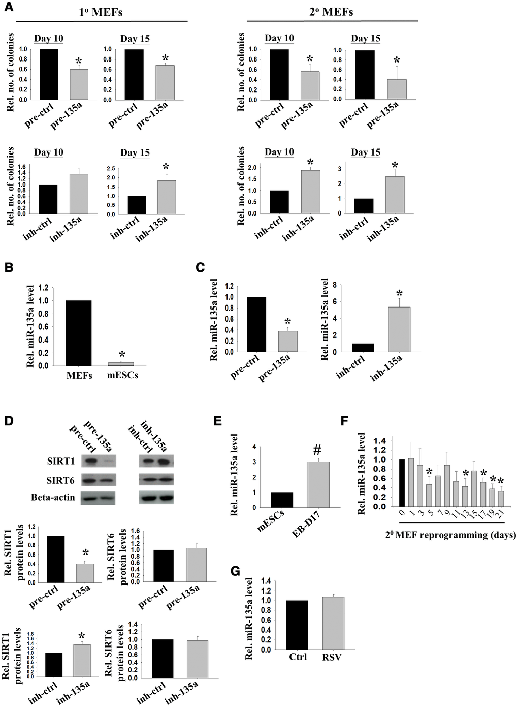 miR-135a impeded reprogramming efficiency partly through inhibiting Sirt1. (A) The effects of miR-135a precursor or inhibitor on relative number of iPSC colonies formed from 1° (n=4) or 2° (n=7) MEFs on D10/15 after Doxycycline (DOX) induction. miRNA precursor (pre-ctrl) and inhibitor (inh-ctrl) with scrambled sequence were used as controls (*:pB) The relative expression levels of miR-135a in MEFs and mESCs (n=3; *: pC) The relative expression levels of miR-135a in 1° MEFs after transfecting with miR-135a precursor (pre-135a) or inhibitor (inh-135a) for 72h (n=4; *:pD) The relative SIRT1 and SIRT6 protein levels in 1° MEFs after transfecting with miR-135a precursor (pre-135a) or inhibitor (inh-135a) for 72h (n=4; *:pE) The relative expression levels of miR-135a in mESCs and EBs at day 17 (EB-D17, n=3; #:pF) The relative miR-135a expression levels during reprogramming of 2° MEFs from day 0 to day 21 (n=3; *:pG) The relative expression levels of miR-135a in 1° MEFs after RSV treatment for 72h (n=4; t-test).