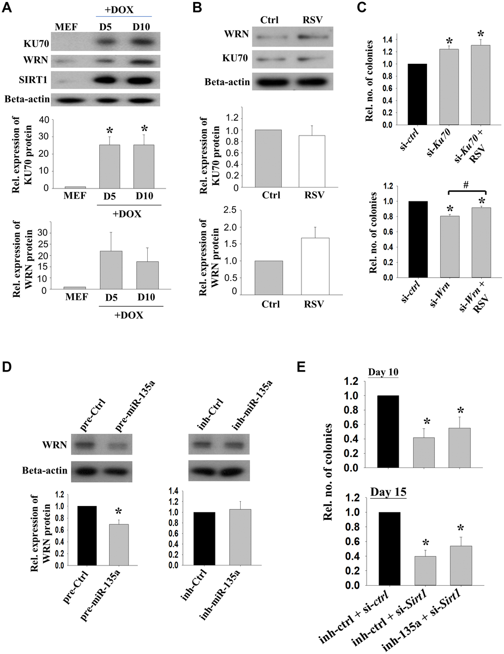 The effects of KU70 and WRN on reprogramming efficiencies. (A) The relative protein expressions of KU70, WRN and SIRT1 in reprogramming MEFs on D5 and D10 upon DOX treatment. (n=3; *: pB) The relative protein expression levels of KU70 and WRN in 2°F MEFs without (Ctrl) or with (RSV) RSV treatment after DOX induction. (C) The relative number of colonies formed after transfection with Ku70 (si-Ku70) or Wrn (si-Wrn) siRNA with or without the addition of RSV during the reprogramming. (n=3; *: pD) The relative protein expressions of WRN in 1° MEFs after transfecting with miR-135a precursor (pre-135a) or inhibitor (inh-135a) for 72h (n=4; *:pE) The relative number of colonies formed after co-transfection with miR-135a inhibitor (inh-135a) and Sirt1 siRNA (si-Sirt1) during the reprogramming. (n=6; *: p