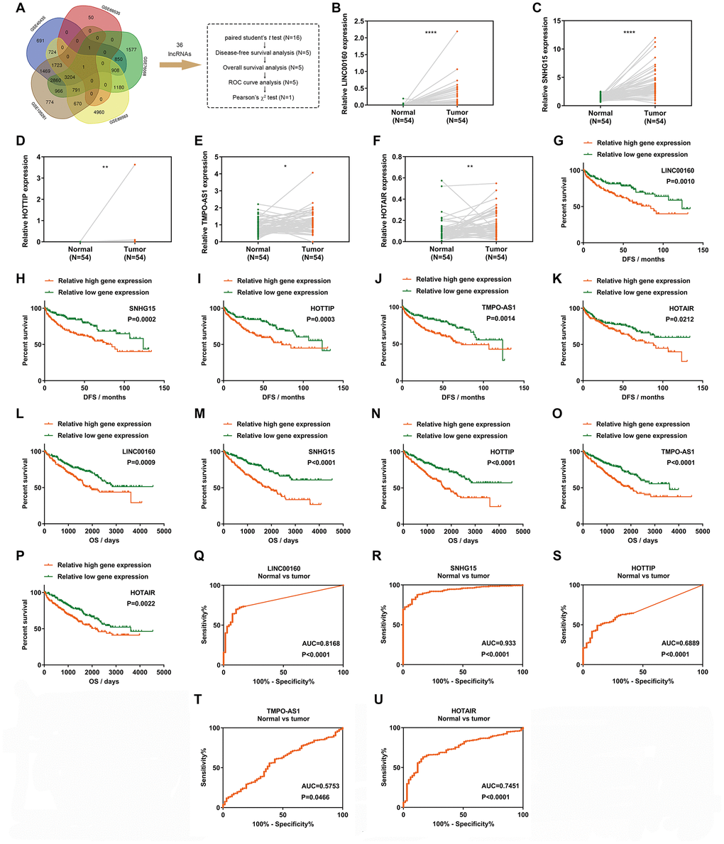 LINC00160 exhibits a diagnostic and prognostic value in renal cell carcinoma. (A) A Venn diagram of 5 independent gene sets (differentially expressed genes in RCC) from GEO datasets. (B–F) Relative gene expression comparison of LINC00160 (B), SNHG15 (C), HOTTIP (D), TMPO-AS1 (E) and HOTAIR (F) from 54 paired tissues in the TCGA-KIRC database. (G–K) DFS of RCC patients was associated with LINC00160 (G), SNHG15 (H), HOTTIP (I), TMPO-AS1 (J) and HOTAIR (K) expression. (L–P) OS of RCC patients was associated with LINC00160 (L), SNHG15 (M), HOTTIP (N), TMPO-AS1 (O) and HOTAIR (P) expression. (Q–U) ROC analysis was performed to differentiate kidney cancer patients from healthy individuals, according to LINC00160 (Q), SNHG15 (R), HOTTIP (S), TMPO-AS1 (T) and HOTAIR (U) expression. *P