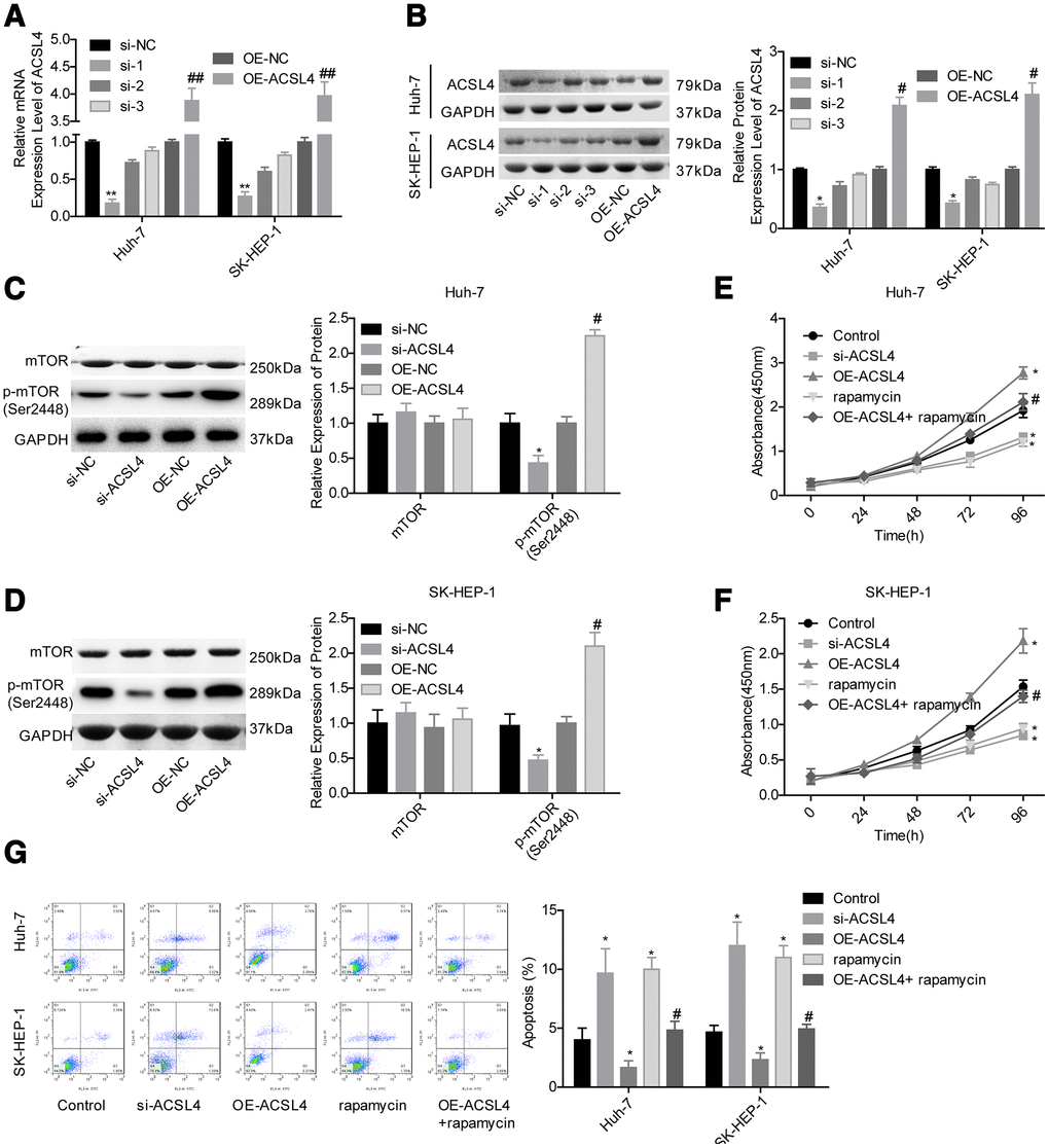 ACSL4 promoted HCC cell proliferation and repressed cell apoptosis via activating mTOR signalling. Huh-7 and SK-HEP-1 cells were transfected with si-NC, si-ACSL4, OE-NC or OE-ACSL4, with or without rapamycin treatment, and then the following assays were carried out. (A, B) RT-PCR and western blotting assays were carried out to assess the expression levels of ACSL4 at the mRNA and protein levels, respectively (*P**P#P##PC, D) The expression levels of mTOR and p-mTOR were detected by using a western blotting assay. (E, F) CCK-8 assay was used to detect cell proliferation (*P#PG) Flow cytometry assay was used to test cell apoptosis (*P#P