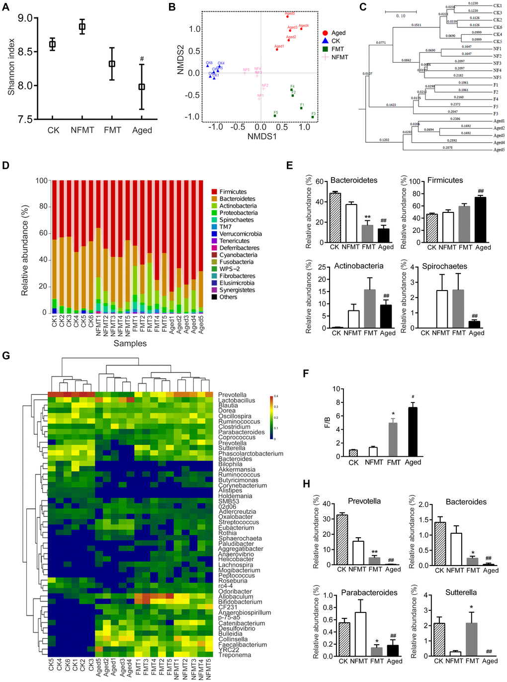 Gut microbiota of young recipient rats is reshaped by FMT. n = 5. (A) Shannon index. CK: before transplantation, FMT: fecal microbiota transplantation group (young rats, transplanted with microbiota from aged rats for 2 months), NFMT: non-fecal microbiota transplantation group (young rats, given PBS by gavage for 2 months). (B) Weighted UniFrac NMDS. F1-F5: FMT1-5, NF1-5: NFMT1-5. (C) UPGMA clustering analysis based on Weighted UniFrac distance. (D) Relative abundance of microbiota at phylum in each sample. (E) Phyla with significant differences between NFMT and FMT rats. (F) The ratio of F/B. (G) Heatmap at genus level; red represents an increase, and blue represents a decrease compared with NFMT rats. (H) Genera with significant differences between NFMT and FMT rats; * P P #P ##P 