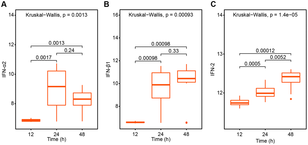 The interferon variation trend after SARS-CoV treatment 12h, 24h and 48h respectively. (A) IFN-α2; (B) IFN-β1; (C) IFN-2.