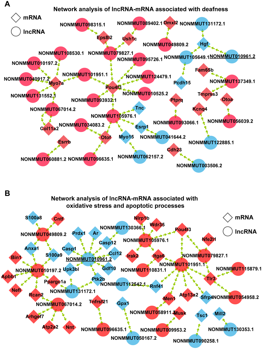 Interaction of coexpressed mRNA-lncRNA. (A) Network analysis of lncRNA-mRNA associated with deafness. (B) Network analysis of lncRNA-mRNA associated with oxidative stress and apoptotic processes. Circular nodes represent lncRNAs; diamond nodes represent mRNAs. Red nodes represent the downregulated transcripts, and blue nodes represent the upregulated transcripts.