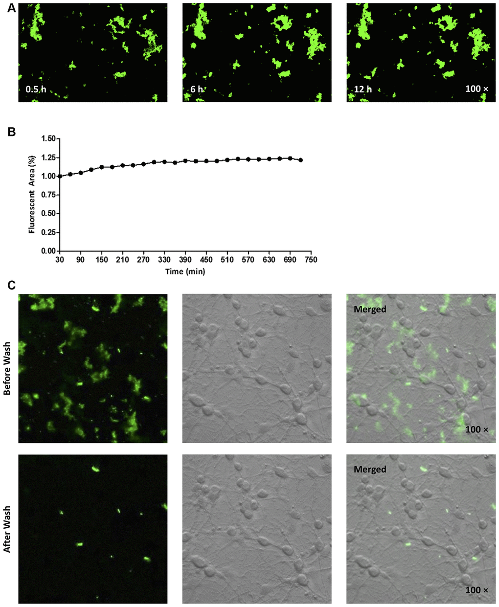 (A, B) FAM-labeled hAmylin aggregates on the surface of a primary culture of hippocampal neurons, after 30 min of incubation. The fluorescence area of FAM-hAmylin aggregates increased slightly with time (A: typical image; B: fluorescence area change). (C) After the culture dish had been washed and shaken with fresh medium without FAM-hAmylin, the fluorescence of aggregated hAmylin was significantly reduced.