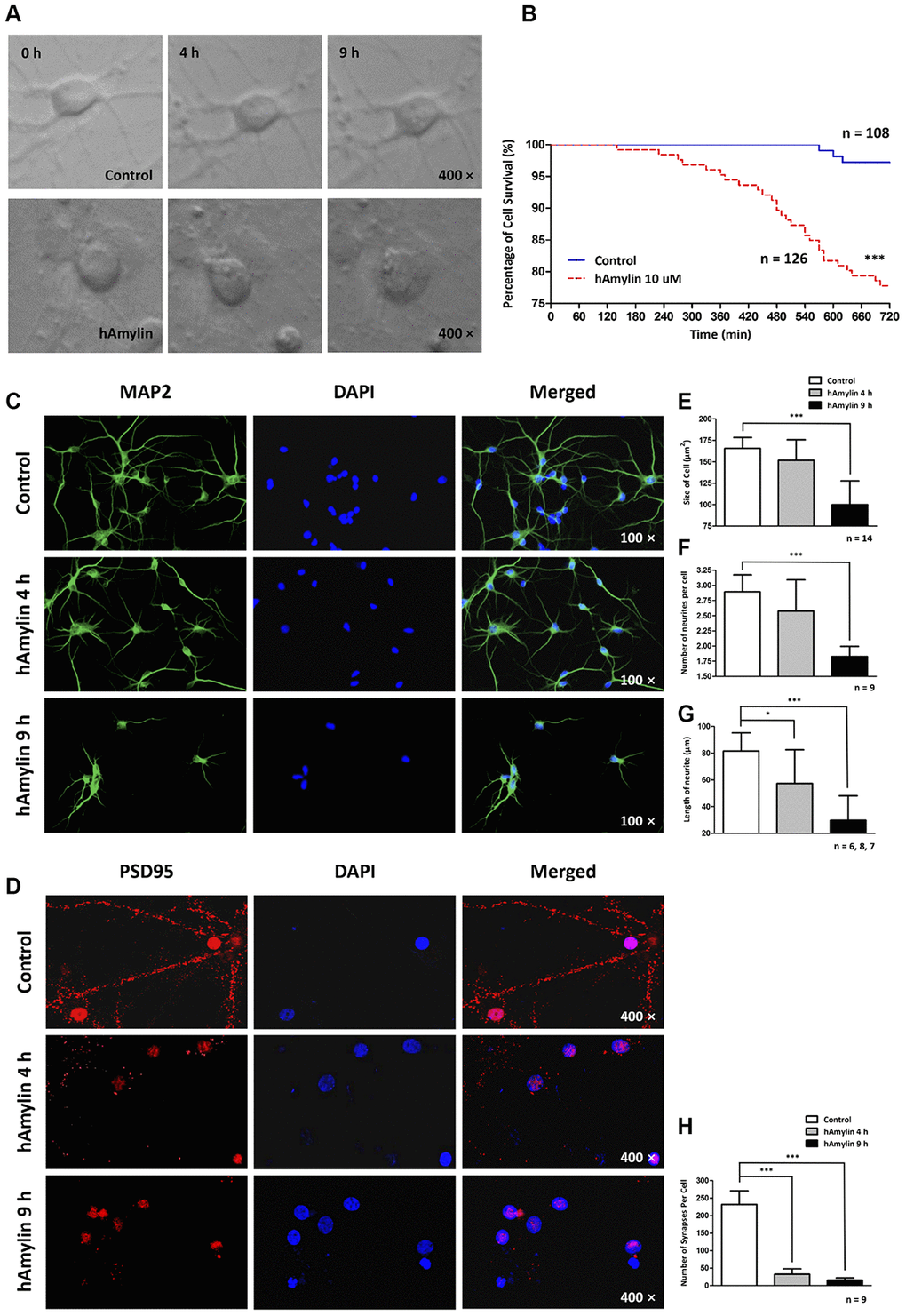 Long-term effects of 10 μM hAmylin on the morphology of hippocampal neurons. (A) Typical images of cultured hippocampal neurons were captured in fresh medium with or without 10 μM hAmylin at different time points. (B) The survival percentages in the control (n = 108) and 10 μM hAmylin (n = 126) groups. ***p C, D) MAP2 (a neuronal marker) (C) and PSD95 (a synapse marker) (D) were used to detect morphological changes in neurons at different time points of hAmylin incubation. (E–H) Cell size (E), neurite length (G), neurite number (F) and synapse number (H) were measured. After the neurons had been incubated for 4 h with 10 μM hAmylin, their synapse numbers (p 