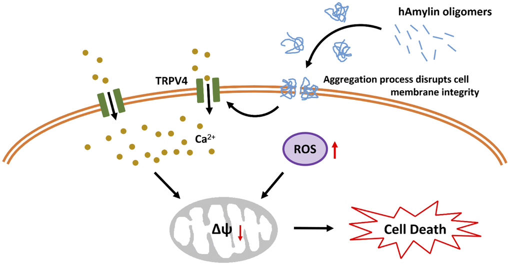 Schematic diagram of hAmylin-induced apoptosis. hAmylin irreversibly aggregates and forms pores on the surface of the cell membrane, thus increasing ROS generation. On the other hand, changes in cellular osmotic pressure activate TRPV4 channels, leading to extracellular calcium ion influx. Increased [Ca2+]i and ROS levels reduce the mtΔΨ and eventually induce apoptosis.