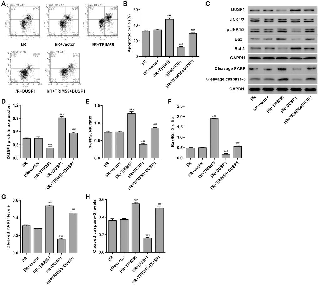 DUSP1 overexpression inhibits I/R- and TRIM55 overexpression-induced apoptosis of H9C2 cardiomyocytes. H9C2 cardiomyocytes following I/R injury were transduced with a TRIM55 and/or DUSP1 expression vector or blank vector. (A, B) Cell apoptosis was measured by flow cytometry. (C–H) The expression of DUSP1, JNK1/2, JNK1/2, cleavage of PARP and caspase-3, Bax, and Bcl-2 was also measured. ***P ###P 