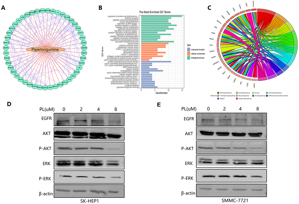 Molecular mechanism of piperlongumine to achieve antitumor effect. (A) The interaction of the corresponding encoded proteins of 226 angiogenic genes regulated by piperlongumine. (B–C) The GO analysis (B) and the KEGG pathway analysis (C) of the 226 angiogenic genes. (D–E) Western blot analysis of SK-HEP1 (D) and SMMC-7721 (E) cell lines.