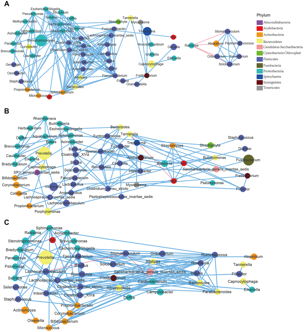 Correlations of the differential bacteria differed among the age groups and across the sites. (A) GCF; (B) SAL; (C) TB.