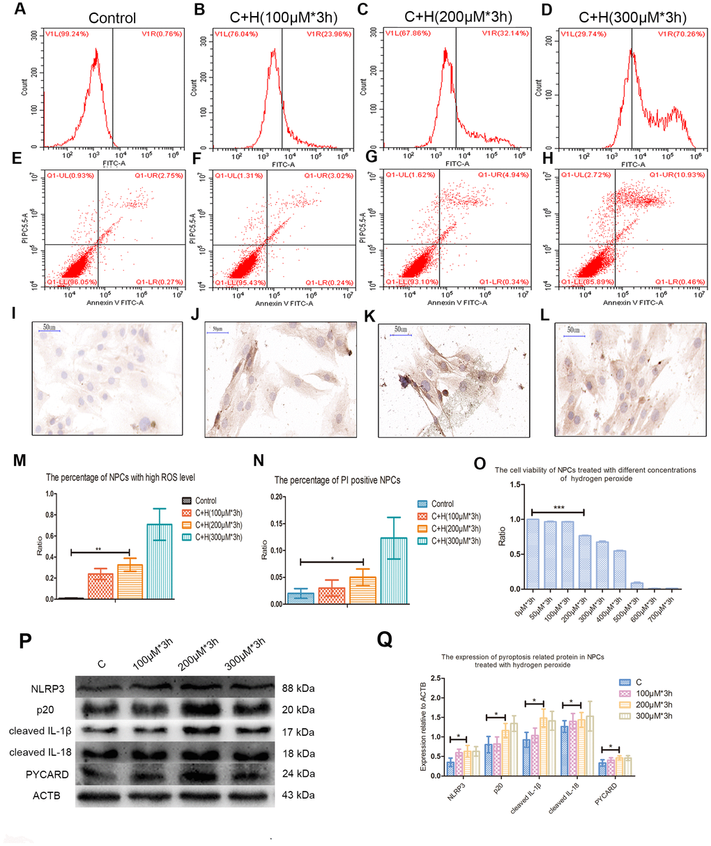 Hydrogen peroxide induced the pyroptosis of NPCs. (A–D) The reactive oxygen species level of the nucleus pulposus cells treated with hydrogen peroxide of 0μM, 100μM, 200μM and 300μM for 3h was detected by flow cytometry. (E–H) The corresponding apoptosis rates of nucleus pulposus cells treated with different concentrations of hydrogen peroxide were detected by flow cytometry using annexin V/PI double staining. (I–L) The immunohistochemical staining revealed the expression of CASP1 in the nucleus pulposus cells treated with different concentrations of hydrogen peroxide (magnification: ×40, scale bar = 50μm). (M) The panel showed the comparison of percentage of nucleus pulposus cells with high reactive oxygen species level after treatment with hydrogen peroxide of different concentrations. (N) The panel showed the percentage of PI positive cells measured after treatment with hydrogen peroxide with different concentrations. (O) The CCK-8 test showed the viability of the nucleus pulposus cells treated with different concentration of hydrogen peroxide. (P) The expression of NLRP3, cleaved CASP1 (p20), cleaved IL-1β, cleaved IL-18 and PYCARD in the cultured nucleus pulposus cells treated with different concentrations of hydrogen peroxide. (Q) The panel showed the averaged data measured from the images as shown in the Figure P. The data were presented as the mean ± SEM. *P P P 