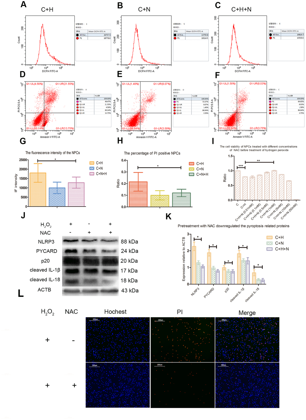 N-Acetyl-L-cysteine (NAC) attenuated hydrogen peroxide-induced pyroptosis by inhibiting ROS production. (A–C) The reactive oxygen species level of the nucleus pulposus cells of C+H, C+N and C+N+H group was detected by flow cytometry. p1 value in the lateral panel revealed the average fluorescence intensity of 1*104 cells. (C+H: The cells treated with hydrogen peroxide; C+N: The cells treated with NAC; C+H+N: The NPCs were pretreated with NAC before treatment with hydrogen peroxide.) (D–F) The flow cytometer assay showed the rates of PI positive nucleus pulposus cells from the C+H, C+N and C+N+H group in the Q1-UR quadrant. (G) The reactive oxygen species levels of the nucleus pulposus cells from C+H, C+N and C+N+H group were compared. (H) The rates of PI positive nucleus pulposus cells from C+H, C+N and C+N+H group were compared. (I) The CCK-8 test revealed the viability of the nucleus pulposus cells pretreated with different concentrations of NAC before treatment of hydrogen peroxide (200μM, 3h). (J) The expression of NLRP3, PYCARD, p20, cleaved IL-1β and cleaved IL-18 in the nucleus pulposus cells of C+H, C+N and C+N+H group was detected by western blot. (K) The comparison of the data measured in the Figure J. (L) The hochest33342/PI double staining showed that the PI positive cells were decreased by pretreatment of NAC before treatment of hydrogen peroxide (200μM, 3h). (magnification: ×10, scale bar = 200μm) *P 