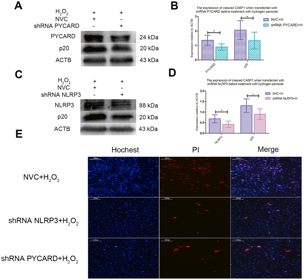 ROS-induced pyroptosis was NLRP3 and PYCARD dependent. (A) The western blot detecting the expression of cleaved CASP1 and PYCARD in the nucleus pulposus cells transfected with PYCARD-shRNA and non-targeting shRNA (NVC) before treatment with hydrogen peroxide. (B) The panel compared the data measured in Figure A. (C) The western blot detecting the expression of cleaved CASP1 and NLRP3 in the nucleus pulposus cells after transfection with NLRP3-shRNA and non-targeting shRNA (NVC) before treatment with hydrogen peroxide. (D) The panel compared the data measured in Figure C. (E) The hochest33342/PI double staining showed that the PI positive cells were decreased when NLRP3 or PYCARD was silenced before treatment with hydrogen peroxide. (magnification: ×10, scale bar = 200μm) The data were represented as mean ± SEM. *P 