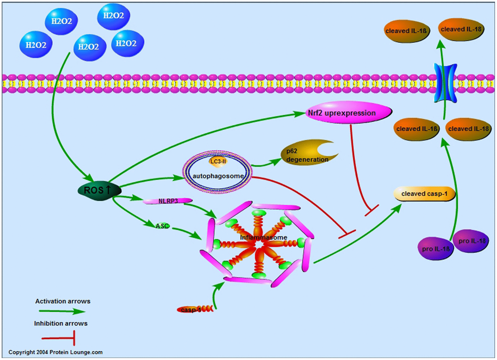 Proposed model of the ROS-induced pyroptosis and the negative regulation in NPCs. By increasing the reactive oxygen species level of nucleus pulposus cells, hydrogen peroxide upregulated the expression of NLRP3 and PYCARD to promote the expression of cleaved CASP1, IL-1β and IL-18 and the pore-forming in the membrane. The increased reactive oxygen species also increased the autophagy and NFE2L2 which both attenuated reactive oxygen species induced pyroptosis of nucleus pulposus cells.