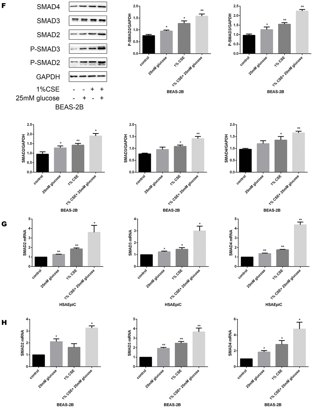 High glucose levels and CS exposure activated the TGF-β signaling pathway. Western blot results of Smad2, Smad3, Smad4, p-Smad2 and p-Smad3 in BEAS-2B (F) and HSAEpiC (E) cells. qRT-PCR results of Smad2, Smad3 and Smad4 in BEAS-2B (H) and HSAEpiC (G) cells. * p