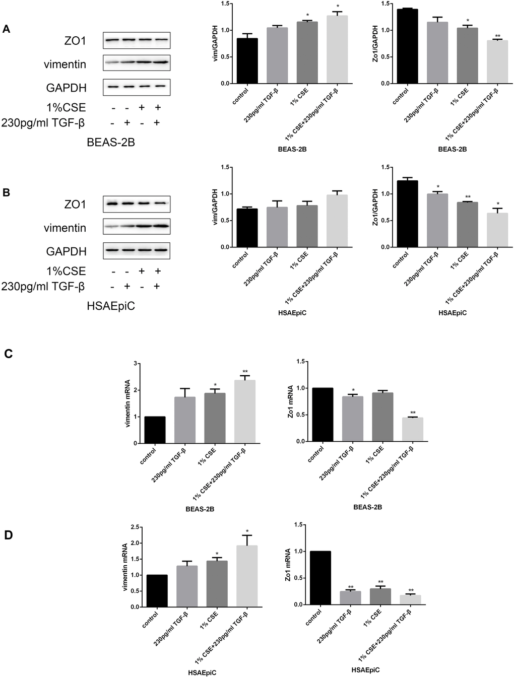 The TGF-β signaling pathway determined the EMT level. (A–D) AECs were treated with 230 pg/mL TGF-β1 for 2 hours. Western blots of Zo1 and vimentin in BEAS-2B (A) and HSAEpiC (B) cells. qRT-PCR analyses of Zo1 and vimentin in BEAS-2B (C) and HSAEpiC (D) cells.