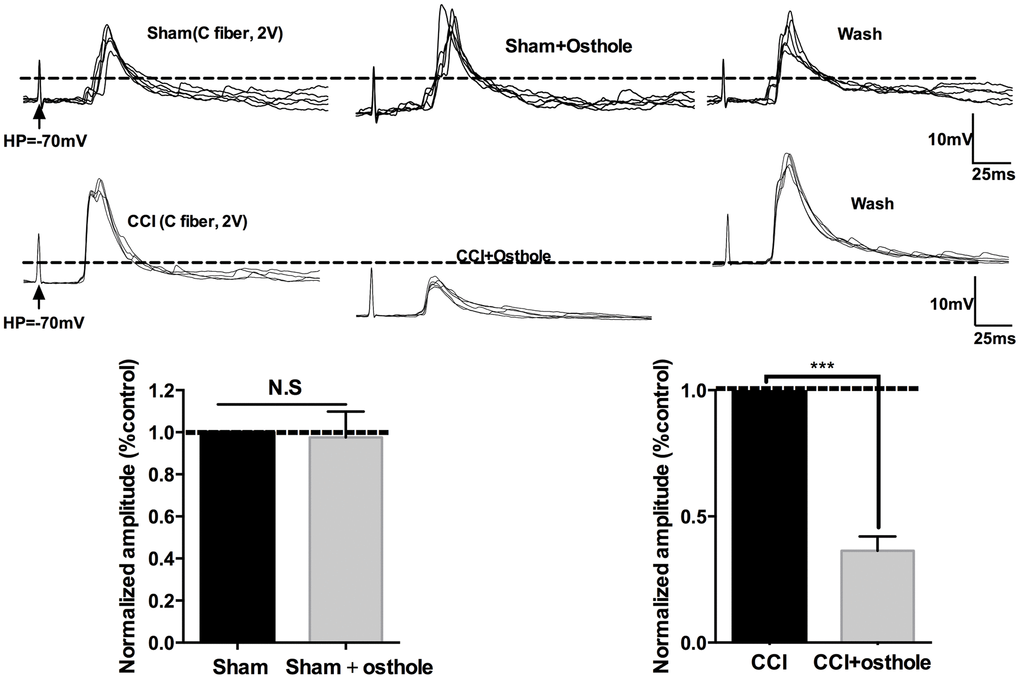 Osthole inhibits excitatory synaptic transmission. Traces of eEPSPs in lamina 1-II neurons in the presence of osthole. The histogram indicates the monosynaptic eEPSP peak amplitude compared with control. ***p