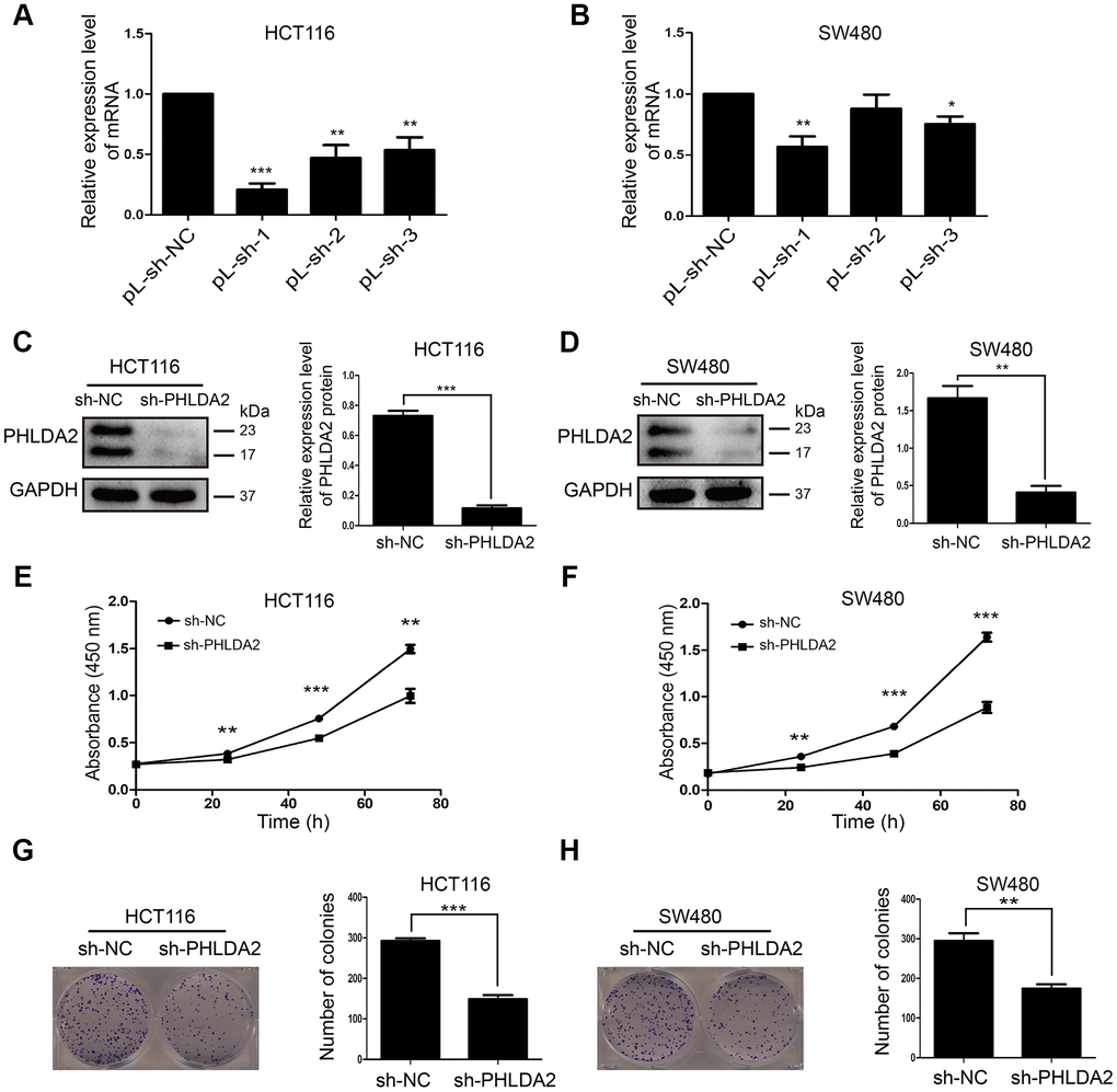 Inhibition of PHLDA2 inhibits CRC cell proliferation. (A, B) RT-qPCR was used to assess the knockout efficiency of three pLVX-sh-PHLDA2 knockdown fragments in HCT116 and SW480 cells. (C, D) Western blot was used to assess the knockout efficiency of the sh-PHLDA2 lentivirus vector in HCT116 and SW480 cells. (E–H) Cell Counting Kit-8 (CCK8) and colony formation assays were used to assess cellular proliferation. Data are shown as mean ± SD; *P P P 