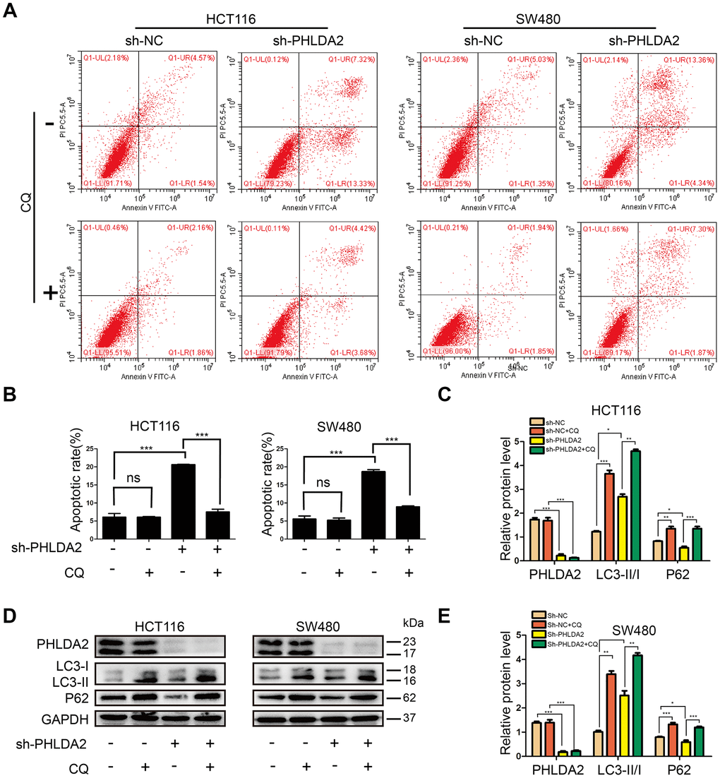 PHLDA2-mediated autophagy contributes to apoptosis induced by PHLDA2 inhibition in of CRC cells. (A, B) We used flow cytometry to detect cellular apoptosis with or without PHLDA2 inhibition, as well as with or without autophagy suppression by chloroquine (CQ). (C–E) Protein levels of LC3 and p62 were assessed by western blot with or without PHLDA2 inhibition, as well as with or without autophagy suppression by CQ. Data are shown as mean ± SD; ns: no significant difference; *P P P 