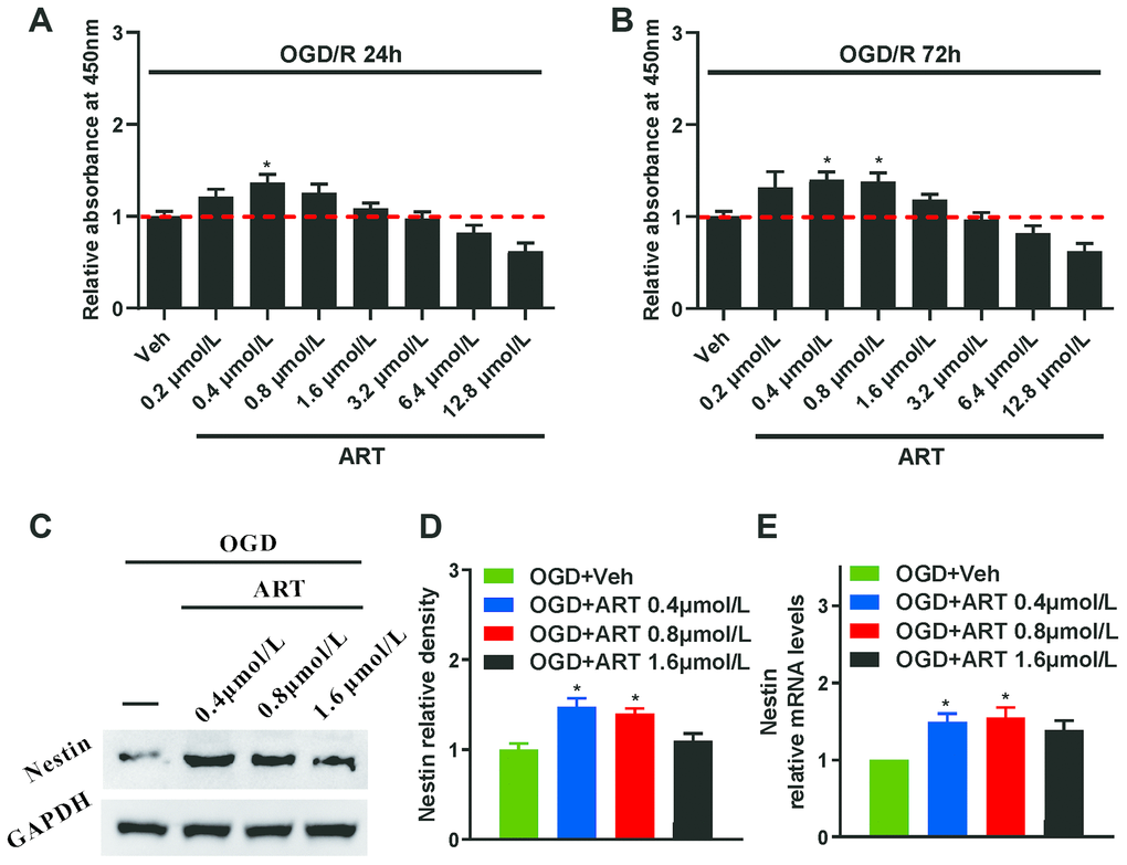 The proliferation of NSPCs subjected to oxygen-glucose deprivation/reperfusion was improved by ART. (A, B) After oxygen-glucose deprivation/reperfusion, CCK8 was used to examine the effects of various ART dosages (0, 0.4, 0.8, 1.6, 3.2, 6.4, 12.8 and 25.6 μmol/L) on the proliferation of NSPCs at 24h and 72h. (C, D) Western blotting was used to detect the expression of Nestin in NSPCs after oxygen-glucose deprivation/reperfusion treated with ART (0, 0.4, 0.8 and 1.6 μmol/L). (E) RT-qPCR was used to determine the expression level of Nestin in NSPCs treated with ART 72h after oxygen-glucose deprivation/reperfusion. Data are shown as the mean ± SEM, *p