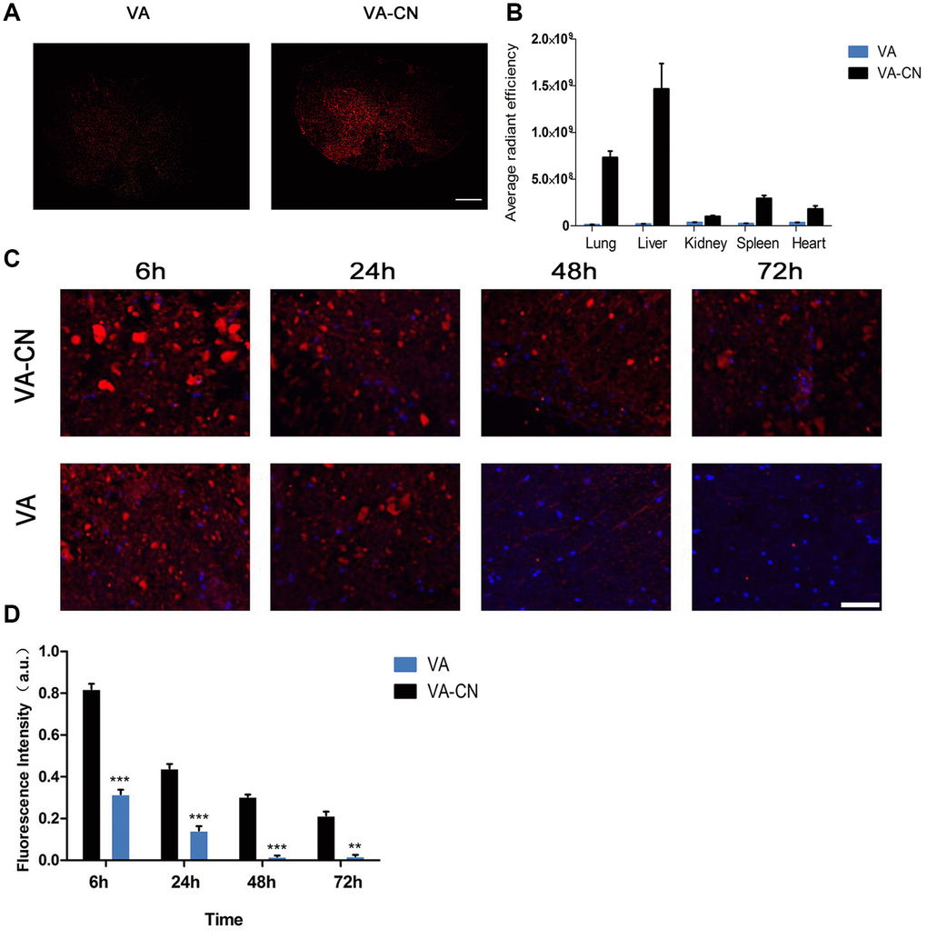 VA-CN targeted delivery to injured spinal cord. (A) Fluorescence images of VA-CN-Cy5.5 and VA-Cy5.5 in injured spinal cord at 24h after SCI (Scale bar: 500 μm) n=8 per group. (B) Quantification of VA-CN-Cy5.5 and VA-Cy5.5 in organ distribution, n=4 per group. (C) Fluorescence images of VA-CN-Cy5.5 and VA-Cy5.5 in injured spinal cord, (Scale bar: 100 μm). (D) Quantitative results of fluorescence intensity of Cy5.5. n=8 per group, ** p