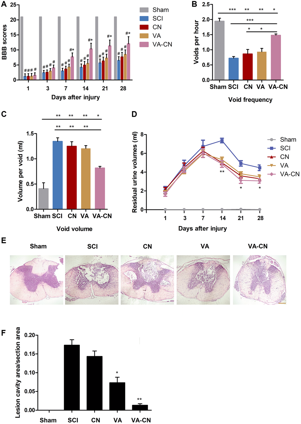 VA-CN administration promoted recovery after SCI. (A) Basso, Beattie and Bresnahan (BBB) scores were evaluated at different time points after injury in Sham rats (n=9), SCI rats (n=10), CN treated rats (n=10), VA treated rats (n=12), and VA-CN treated rats (n=11). Six rats with perineal infections, limb wounds, or tail and foot grazing were eliminated from the test. * pB, C) Void frequency and average void volume were tested at 4 weeks after SCI. n=6 per group, * pD) Residual urine volumes were recorded at different time points after injury. n=10 for Sham group, n=12 per experiment group, * pE) The HE staining was performed at 4 weeks after injury (Scale bar: 100 μm). (F) The lesion cavity area was quantified in the injured spinal cords. n=10 for Sham group, n=12 per experiment group, * p