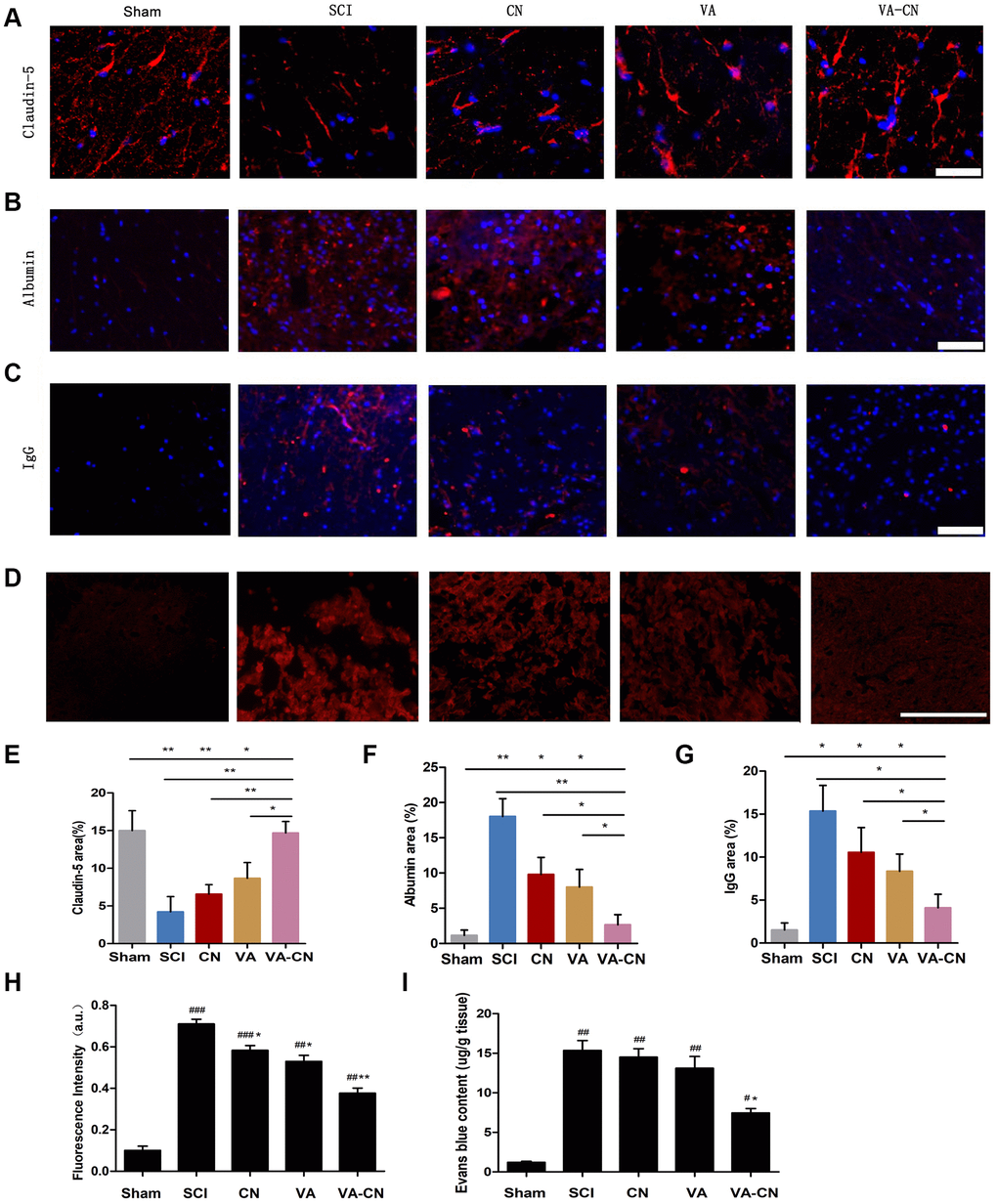 VA-CN enhanced the integrity of blood spinal cord barrier after SCI. The blood spinal cord barrier integrity was measured by Claudin-5, Albumin, IgG expression at 4 weeks (n=6 per group) and Evans blue extravasation at 24 h (n=4 per group) after injury. (A, E) Claudin-5 immunoreactivity and quantification to the spinal cord of rats (Scale bar: 100 μm), * pB, F) Albumin immunoreactivity and quantification to the spinal cord of rats (Scale bar: 100 μm), * pC, G) IgG immunoreactivity and quantification to the spinal cord of rats (Scale bar: 100 μm), * pD, H) Evans blue extravasation and quantification in the spinal cord of rats (Scale bar: 50 μm), * pI) Quantification data of Evans blue content in the spinal cord (μg/g), * p