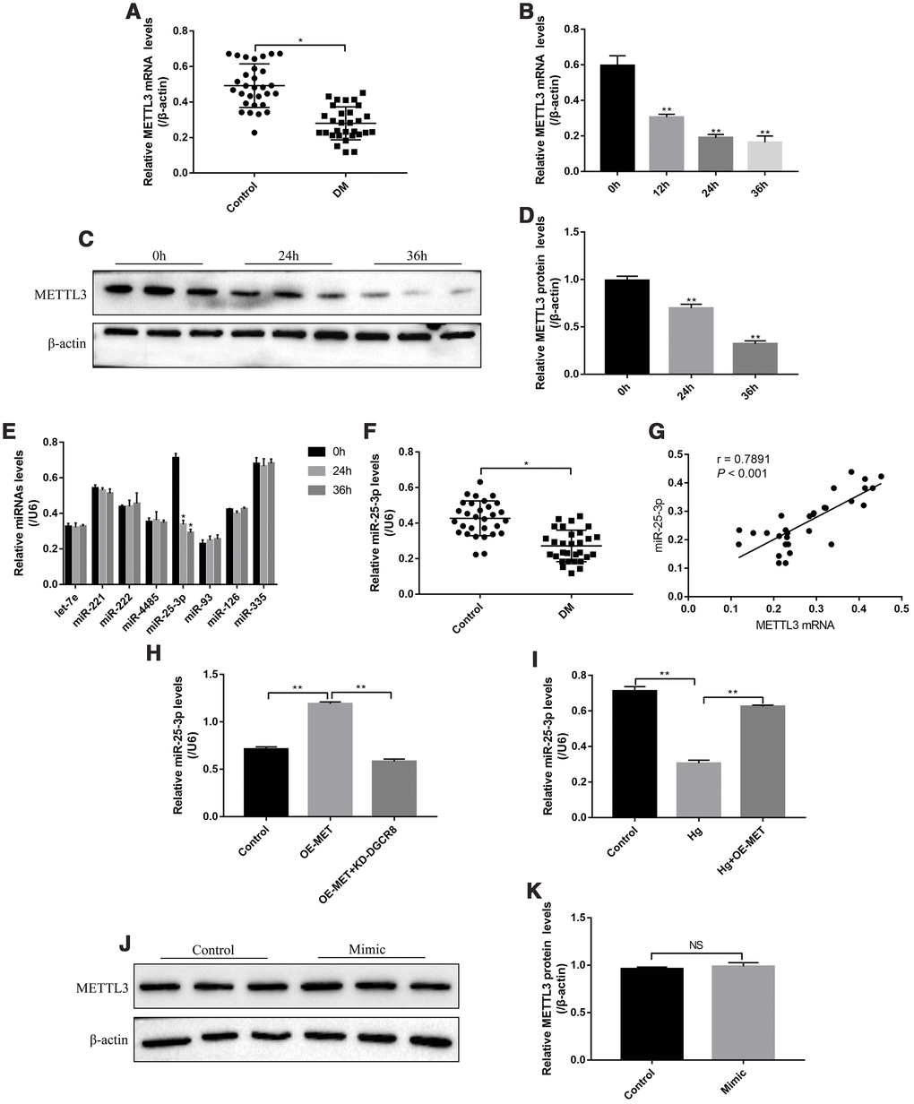 The expression status of METTL3 and miR-25-3p in T2DM clinical samples and RPE cells. Real-Time qPCR was employed to determine the levels of METTL3 mRNA in (A) clinical serum samples and (B) RPE cells treated with high-glucose for 0 h, 12 h, 24 h and 36 h, respectively. (C, D) Western Blot was conducted to determine the expression levels of METTL3 in RPE cells treated with high-glucose for 0 h, 24 h and 36 h respectively. (E) RPE cells were treated with high-glucose for 0 h, 24 h and 36 h, respectively, the levels of let-7e, miR-221, miR-222, miR-4485, miR-25-3p, miR-93, miR-126 and miR-335 were screened by Real-Time qPCR. (F) The levels of miR-25-3p were measured by Real-Time qPCR in clinical samples. (G) The correlations of miR-25-3p and METTL3 mRNA in the clinical specimens collected from T2DM patients were determined by using the Pearson Correlation Analysis. (H, I) The levels of miR-25-3p were determined by Real-Time qPCR. (J, K) Western Blot was performed to detect the expression status of METTL3 in RPE cells. Each experiment had at least 3 repetitions, the data were collected and represented as Mean ± SD. “*” means p p 