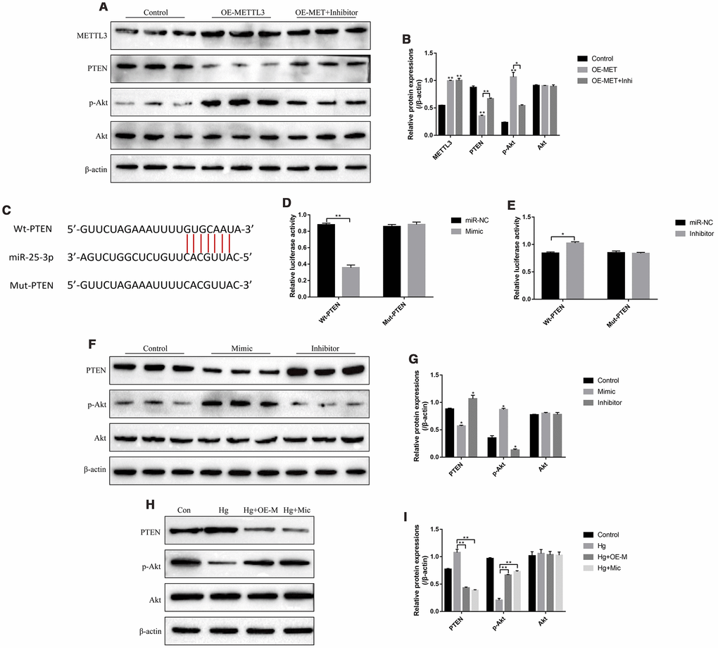 High-glucose regulated PTEN/Akt signal pathway in RPE cells by downregulating METTL3 and miR-25-3p. (A, B) Western Blot was used to determine the expressions of METTL3, PTEN, p-Akt and Akt in RPE cells. (C) The targeting sites of miR-25-3p and 3’UTR regions of PTEN mRNA were predicted by using the online starBase software. (D, E) Dual-luciferase reporter gene system was employed to validate the binding sites of miR-25-3p and 3’UTR regions of PTEN mRNA. (F–I) Western Blot was conducted to determine the expression status of PTEN, p-Akt and Akt in RPE cells. (“Con” means “Control”, “Hg” means “High-glucose”, “OE-M” means “Overexpressed METTL3” and “Mic” means “miR-25-3p mimic”). Each experiment had at least 3 repetitions, the data were collected and represented as Mean ± SD. “*” means p p 