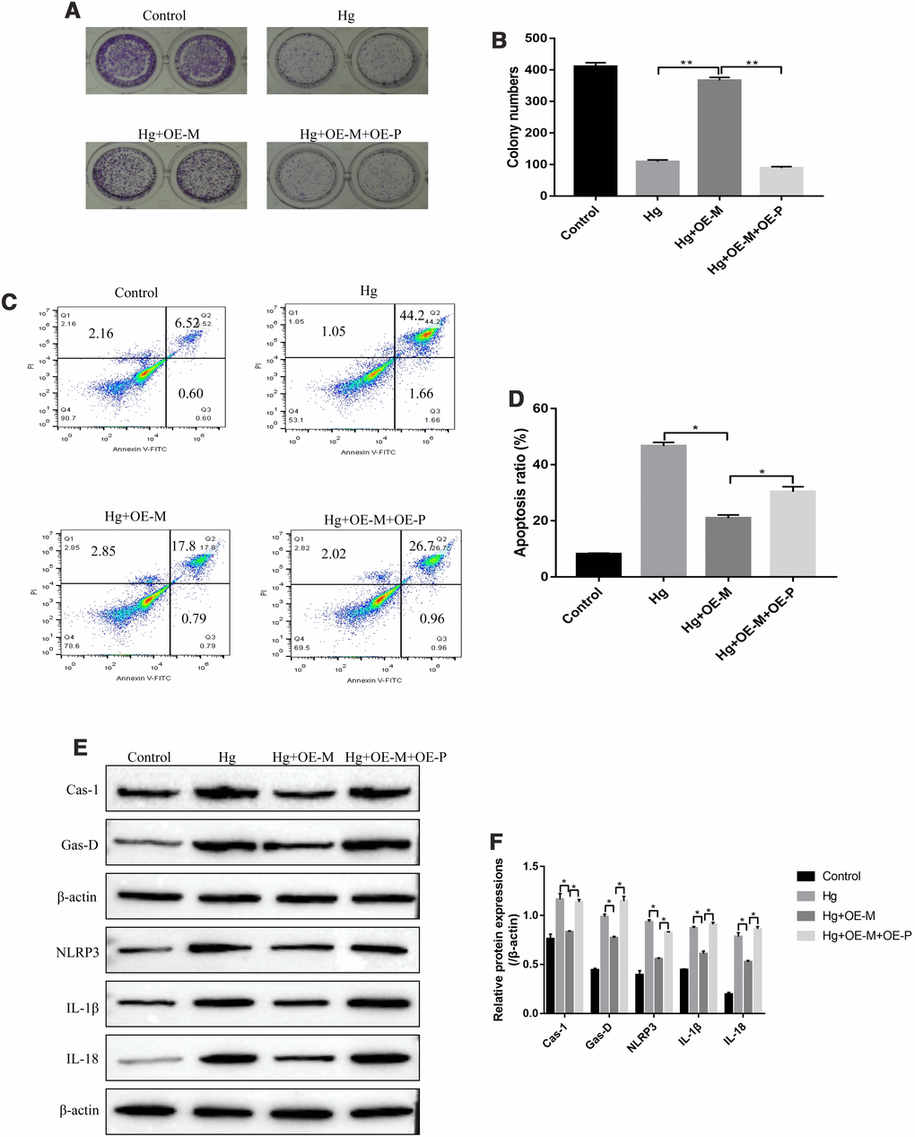 High-glucose inhibited RPE cell viability by regulating PTEN/Akt signal pathway. (A, B) Colony formation assay was performed to detect RPE cell proliferation. (C, D) FCM was used to determine RPE cell apoptosis ratio. (E, F) Western Blot was performed to determine the expression levels of pyroptosis associated proteins (Caspase-1, Gasdermin D, NLRP3, IL-1β and IL-18) in RPE cells. (“Hg” means “High-glucose”, “OE-M” means “overexpressed METTL3” and “OE-P” means “Overexpressed PTEN”). Each experiment had at least 3 repetitions, the data were collected and represented as Mean ± SD. “*” means p p 