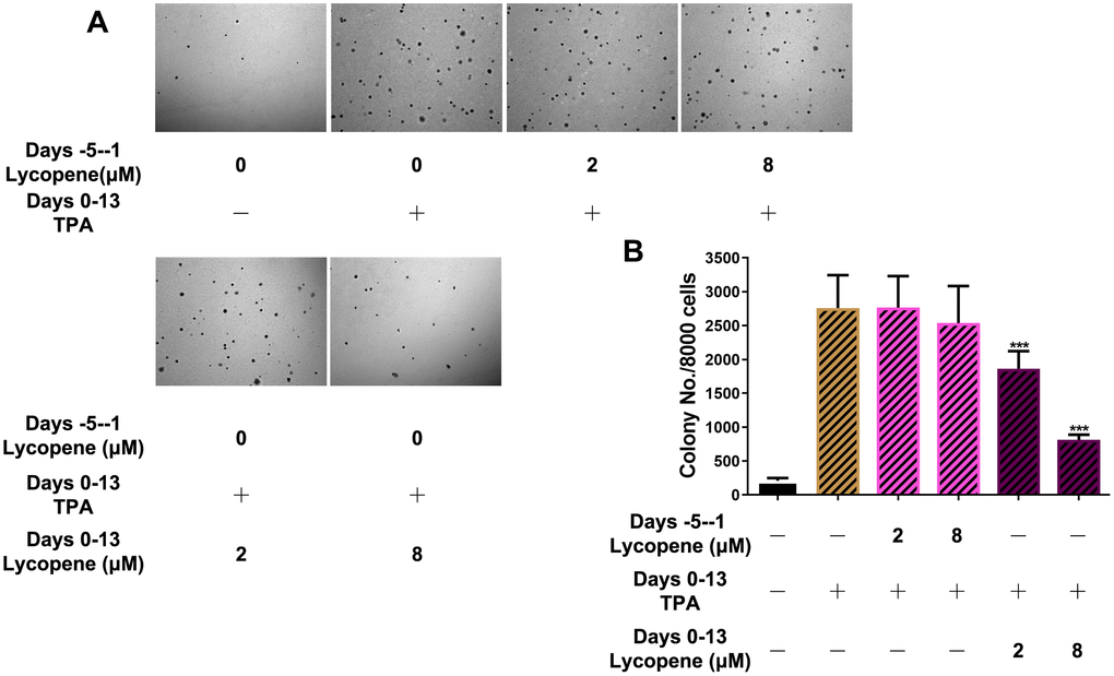 Inhibitory effects of lycopene on TPA-induced transformation of JB6 P+ cells in vitro. (A) Soft agar assay of cells with indicated treatment and time. Images were taken and analyzed using the ZEN pro 2012 imaging software on a Zeiss invert microscope under 100-fold magnification. (B) Quantitative analysis of the soft agar assay (n=3). The data are presented as the mean ± SD. ***p 