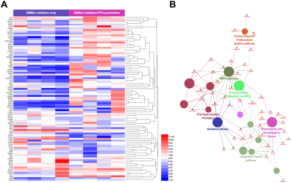 Predicted mechanism for the role of lycopene in the promotion phase of cutaneous tumor. (A) Identification of cutaneous tumor related targets by existing microarray data. 92 different expression genes identified were highly related to promotion phase of cutaneous tumor. Upper color bar represents sample classes. P1.5 was considered as the cutoff value. (B) ClueGO pathway analysis of the candidate lycopene targets. Functionally grouped network of enriched categories was generated for the target genes. GO terms are represented as nodes, and the node size represents the term enrichment significance. Functionally related groups partially overlap. Only the most significant term in the group was labeled. Representative enriched pathway (P