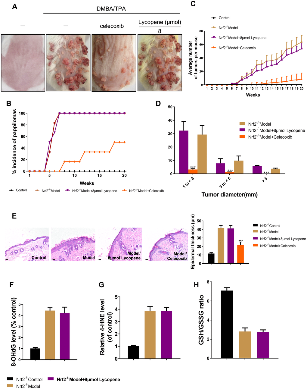 Nrf2 was required for lycopene-induced prevention against cutaneous papilloma. (A) Nrf2-/- animals were treated as previous study. Physical appearance of representatives of the indicated groups. (B) The incidence of papillomas in different treatment groups (n=6). (C) Average numbers of papillomas per mouse from the indicated groups (n=6). (D) Average numbers of papillomas per mouse in different tumor diameter groups (n=6). (E) Representative H&E staining images of mouse skin in different groups (40×). (Bottom) Quantitative analysis of epidermal thickness in H&E images (n=4). (F, G) The level of 8-OHdG, 4-HNE in mouse skin tissues of the indicated groups (n=4). (H) The GSH/GSSG ratio in mouse skin tissues of the indicated groups (n=4). The data are presented as the mean ± SD. ***p 